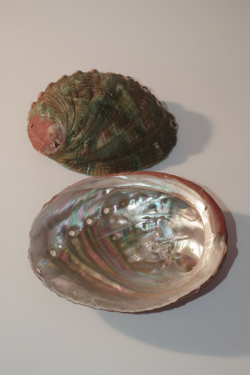 Mexican Shell - Stepping Stones Greenwich