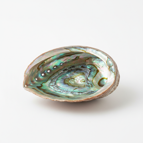 Abalone Medium