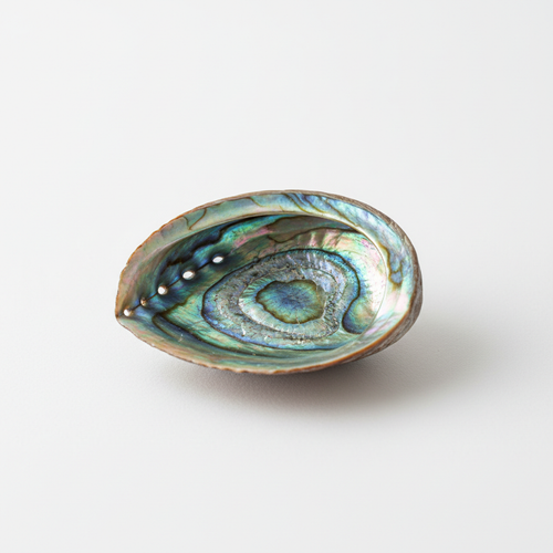 Abalone Small