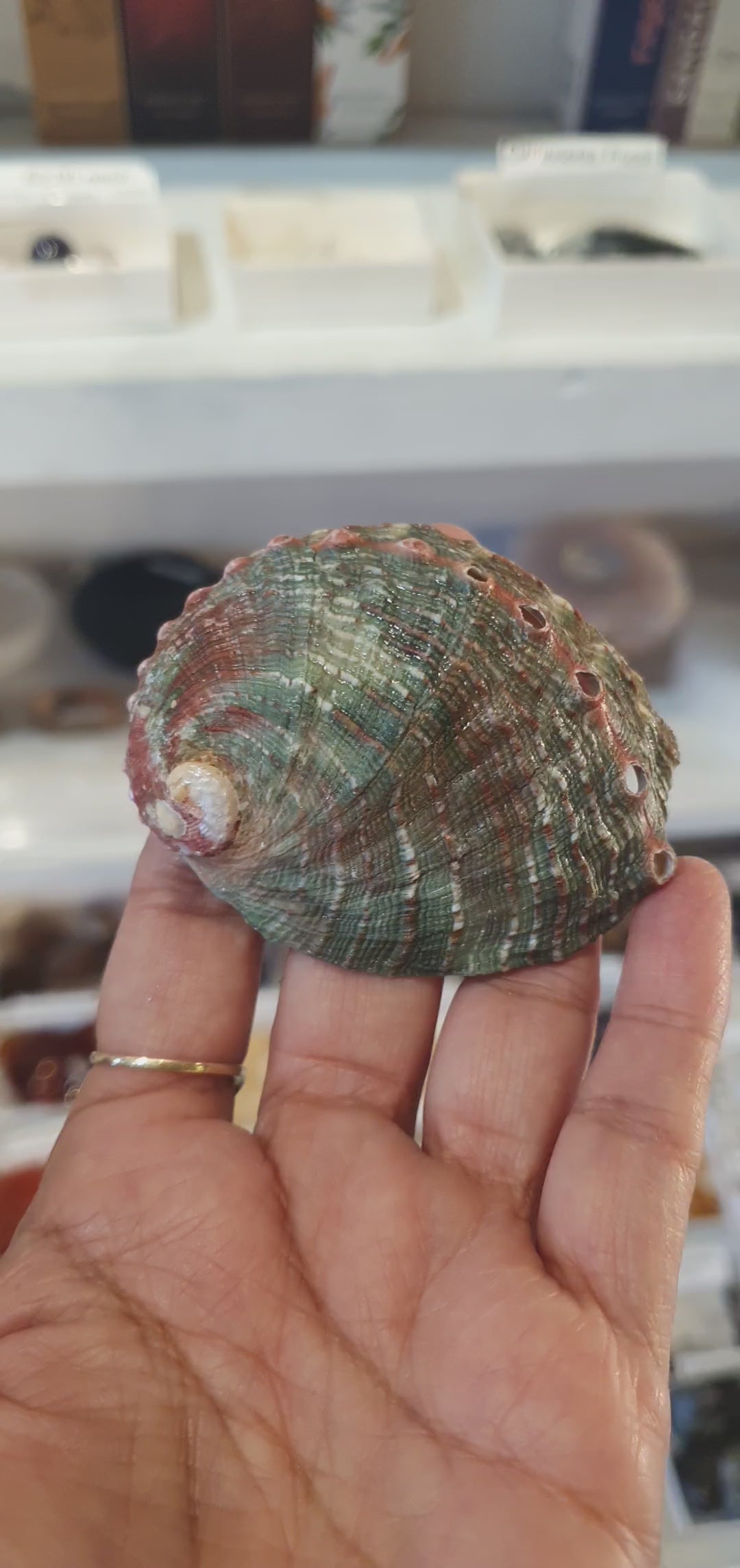 Mexican Abalone Shell